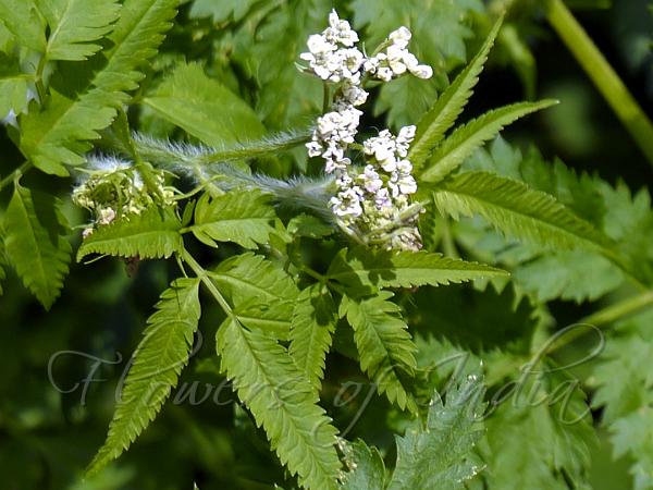 Himalayan Chervil
